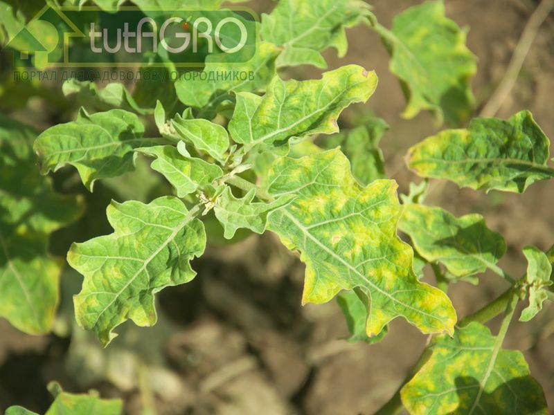 При пикировке сортируйте сеянцы и не щадите неполноценные - AGROzen