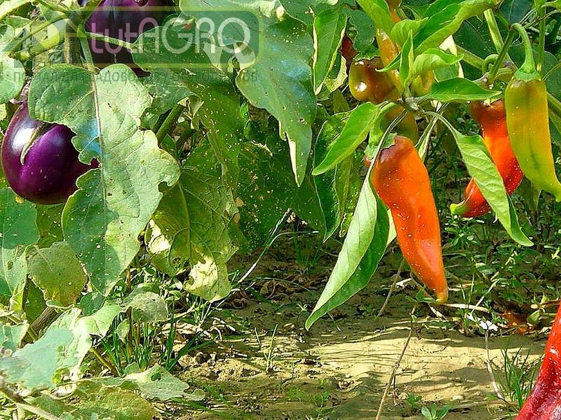 Препарат Атлантис позволяет настроить иммунитет растений - AGROzen