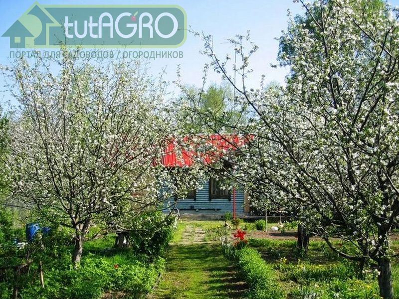 Эффективный способ обработки смородины против тли - AGROzen