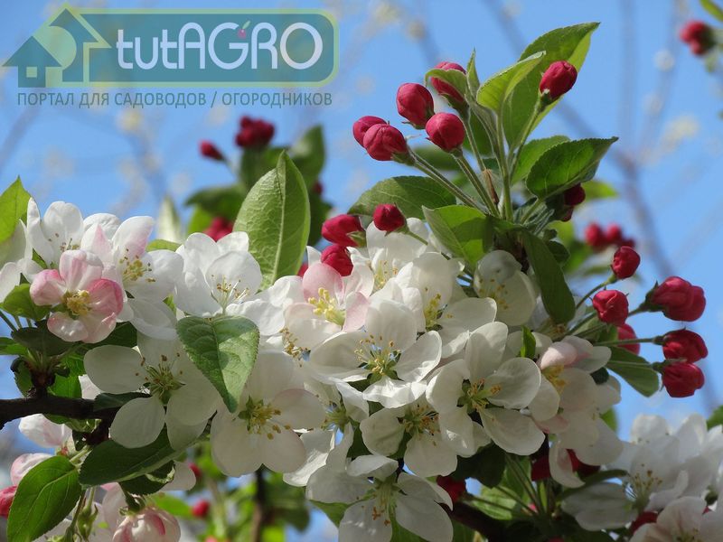 В майский сад с ревизией - AGROzen