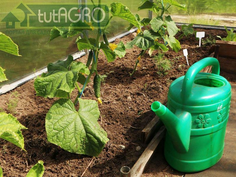 Секрет огуречной подкормки от Ивана Русских - AGROzen