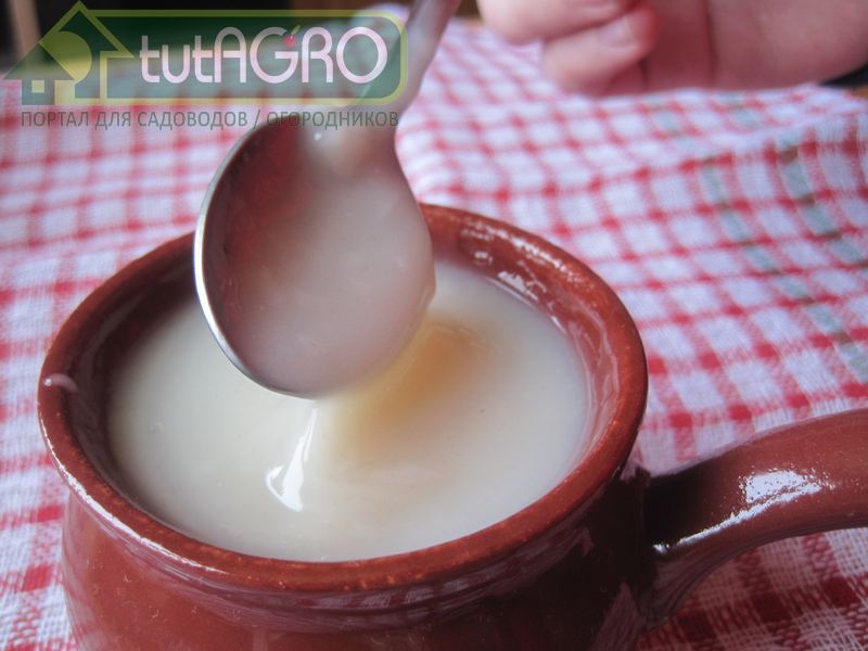 Кисельная триходерма - AGROzen