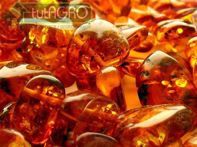 Янтарная кислота: побочный эффект - AGROzen