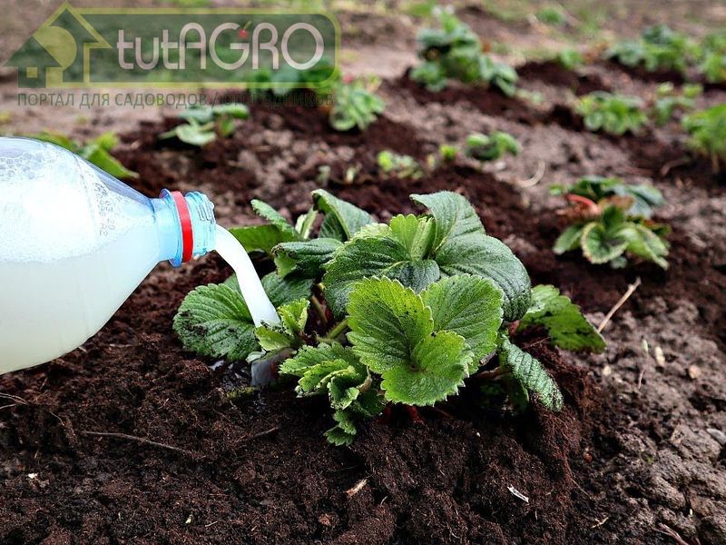 Регулярные луночные подкормки способствуют получению большого количества красивых и вкусных плодов - AGROzen