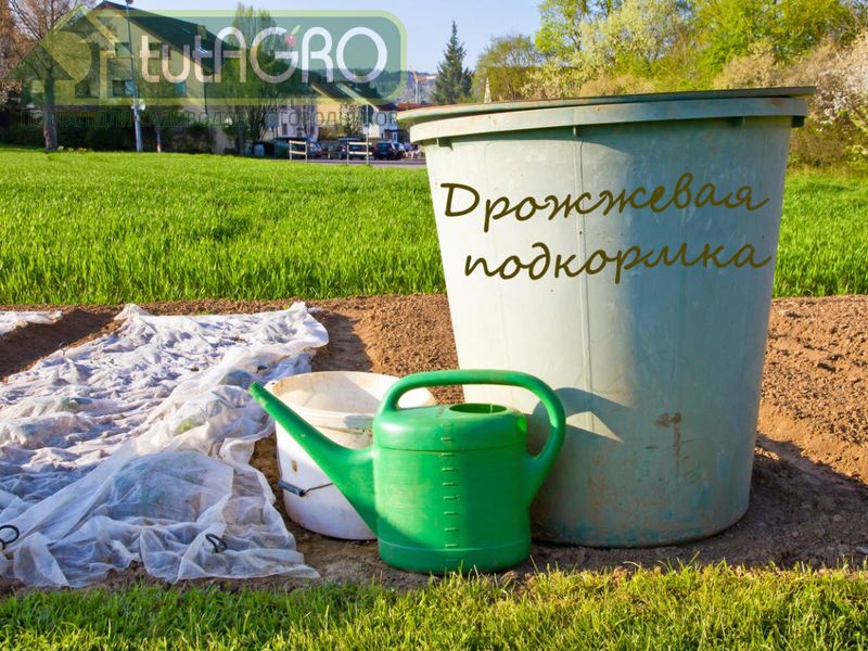 Урожай вырастет… как на дрожжах! Рецепт от Ивана Русских - AGROzen