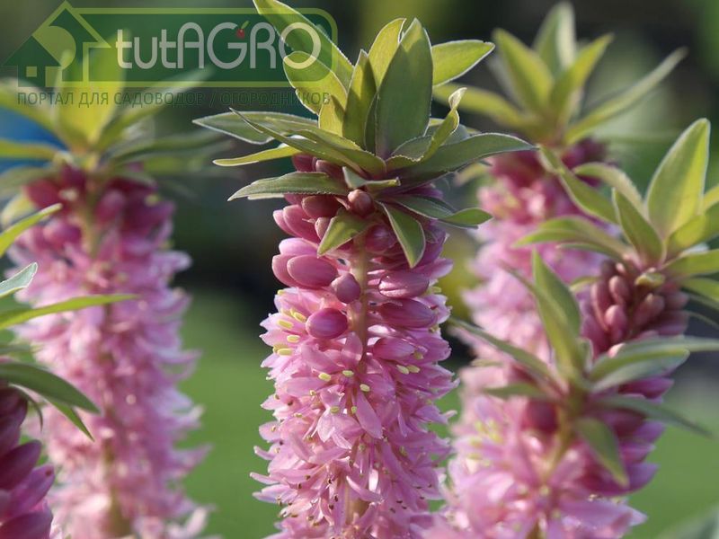 Экзотика на клумбе - AGROzen