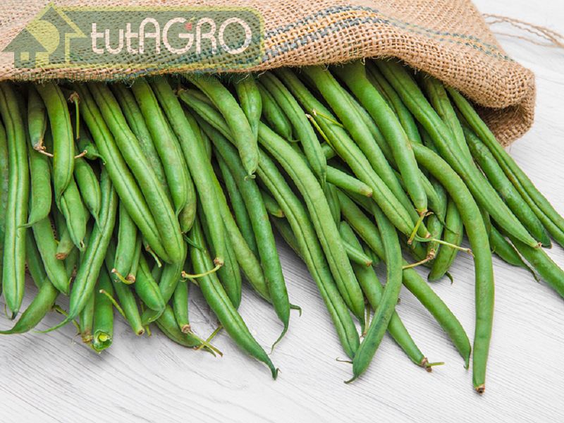 Посев стручковой фасоли в июне - AGROzen