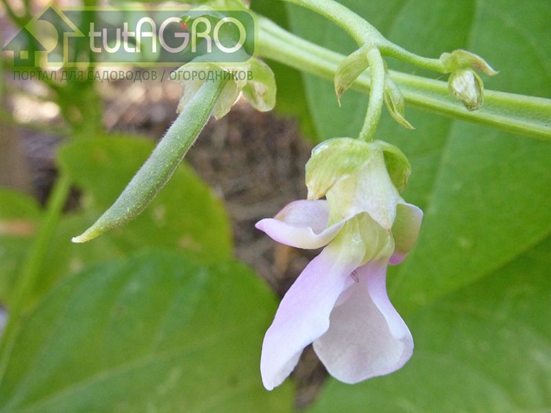Фасоль – культура теплолюбивая Фасоль – культура теплолюбивая - AGROzen