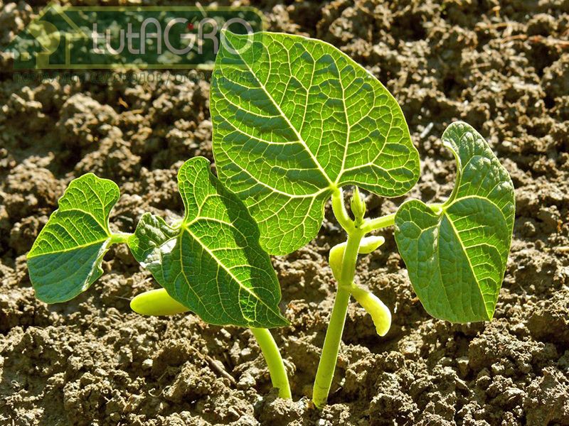 К почве фасоль нетребовательна К почве фасоль нетребовательна - AGROzen