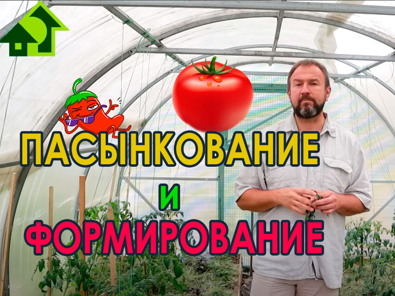 В этом видео Иван Русских поделится своим опытом по формированию кустов томатов в теплице и открытом грунте, а также расскажет о простой схеме формирования перцев. Эти очень простые правила позволят вам добиться очень хороших урожаев! Простые правила формирования томатов и перцев