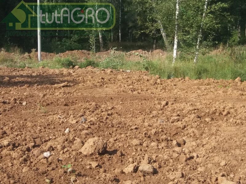 Превращение глинистого участка в райские кущи - AGROzen