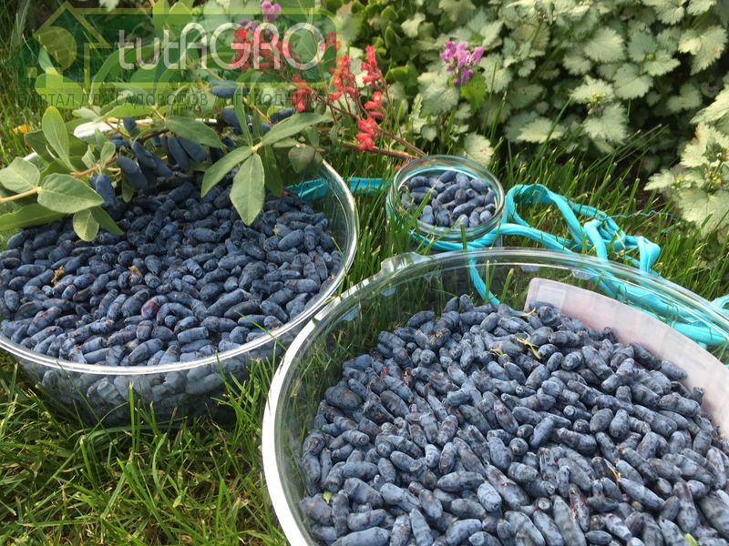 Жимолость - красива, вкусна и полезна - AGROzen