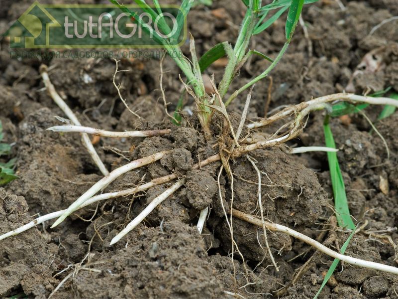 Существуют растения-аккумуляторы микоризы - AGROzen