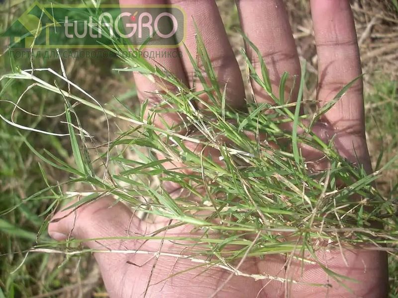 Если на вашем участке есть пырей, никакие покупные микоризные препараты вам не нужны - AGROzen