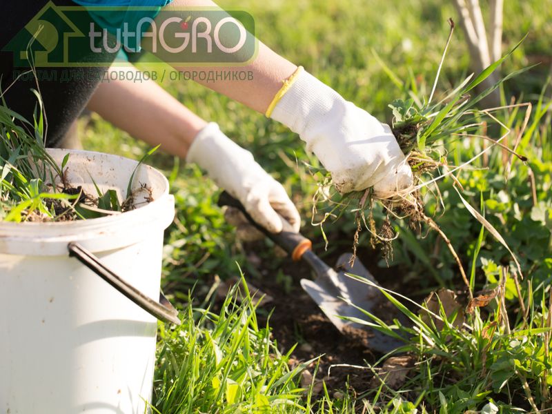 Если же на вашем участке пырей не растет, найдите места его обитания, наберите полведра растений с корнями - AGROzen