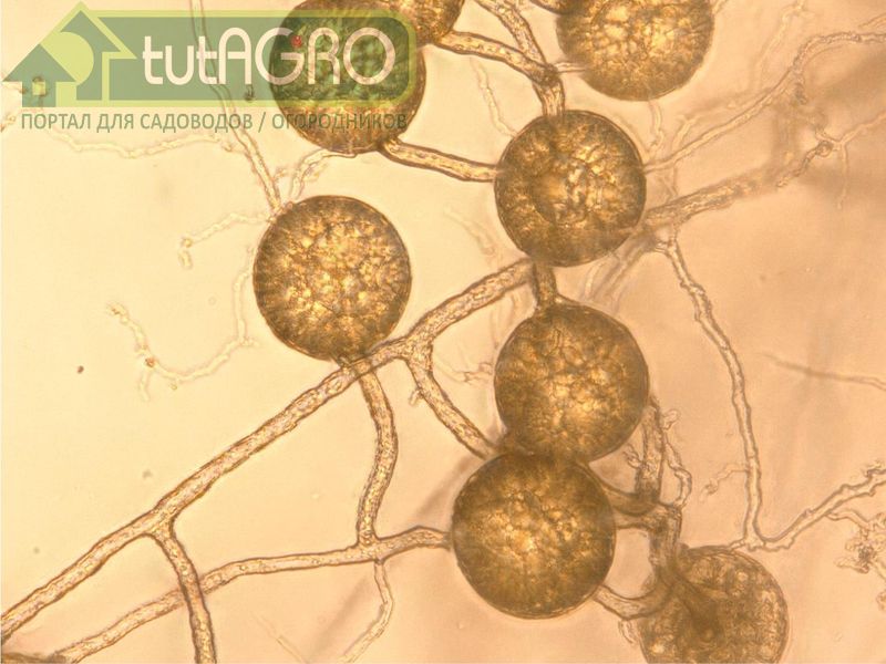 Микориза из пырея. Биопрепараты своими руками - AGROzen