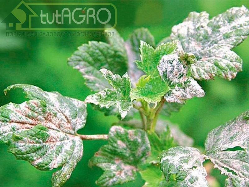 Американская мучнистая роса. Профилактика и лечение - AGROzen