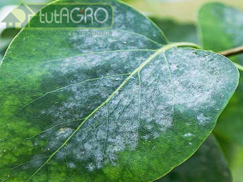 Профилактические и лечебные мероприятия - AGROzen