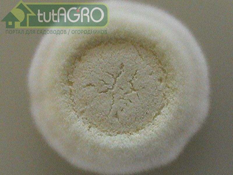 Знакомьтесь - Боверия. Обзор субстратов для защиты растений - AGROzen