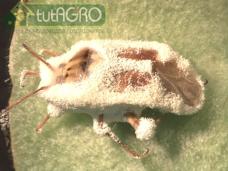 Особенно страдают от вредителей однолетние овощные растения - AGROzen