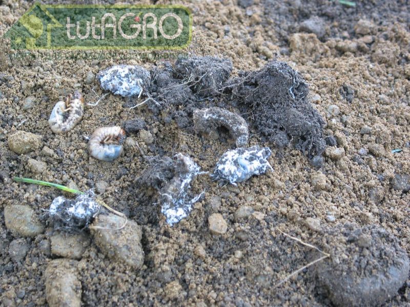 Для защиты всех растений от большого комплекса вредителей используется такой активный агент как гриб Боверия Басси - AGROzen