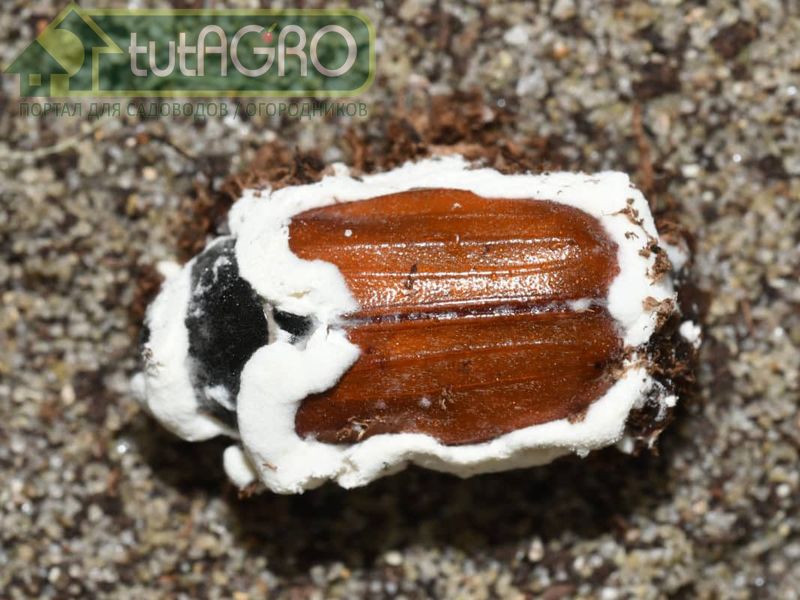 Два очень активных изолята Боверии, заражающих множество вредителей - AGROzen