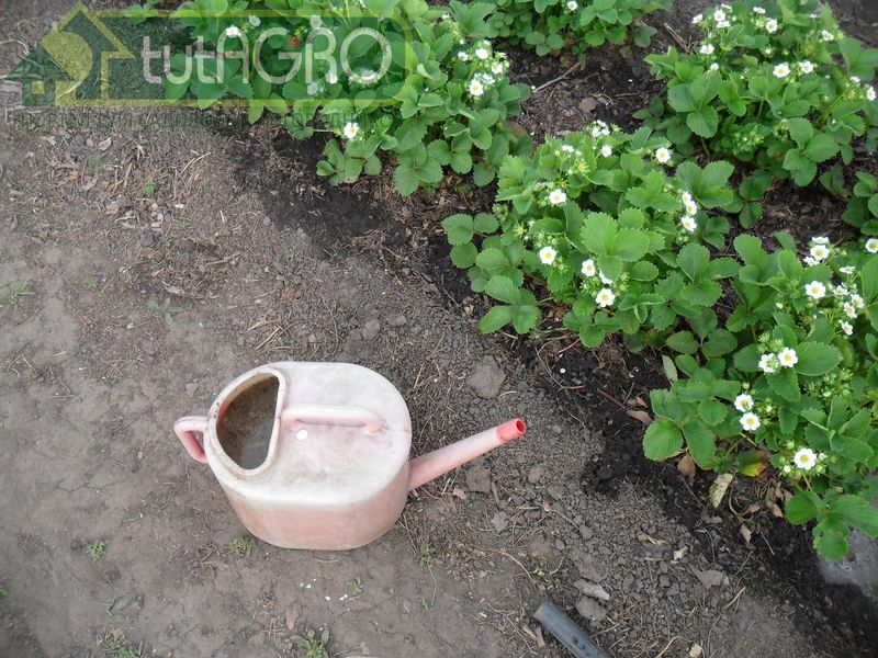 Рецепт от Ивана Русских - AGROzen