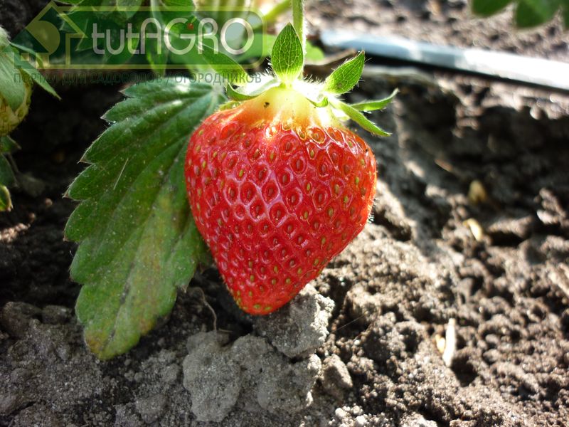 Садовая земляника (клубника) очень отзывчива на уход - AGROzen