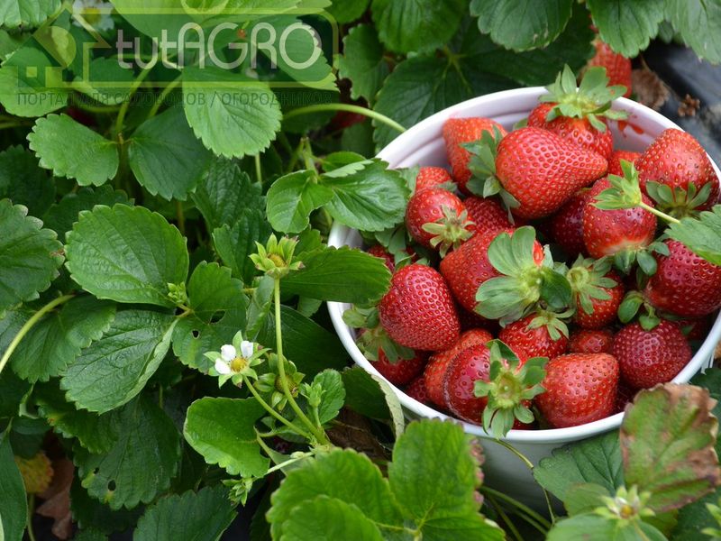 Эликсир для крупных ягод. Рецепт от Ивана Русских - AGROzen