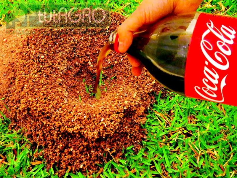 Убойная сила кока-колы против тли и муравьев - AGROzen