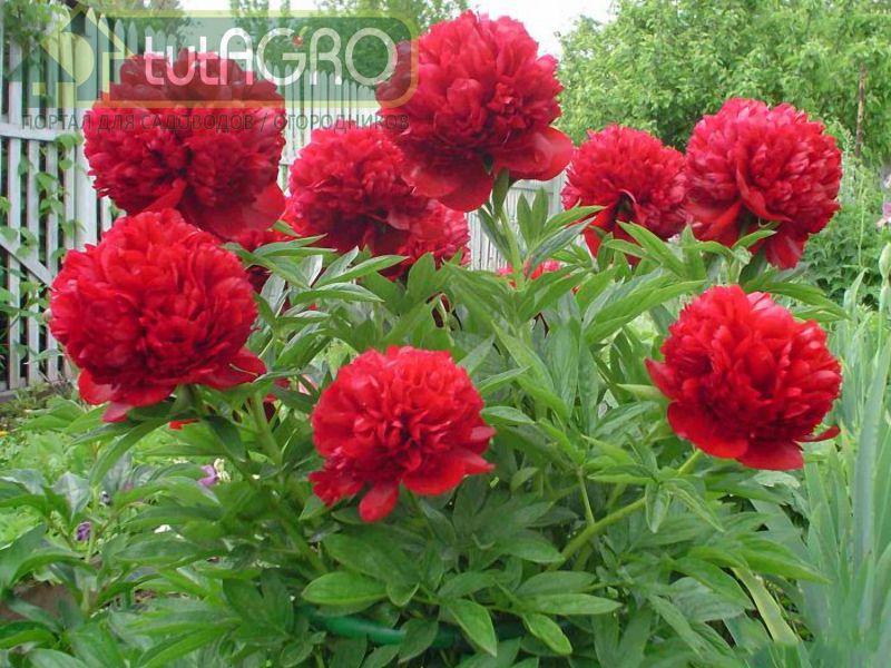 Необычный способ размножения пионов - AGROzen