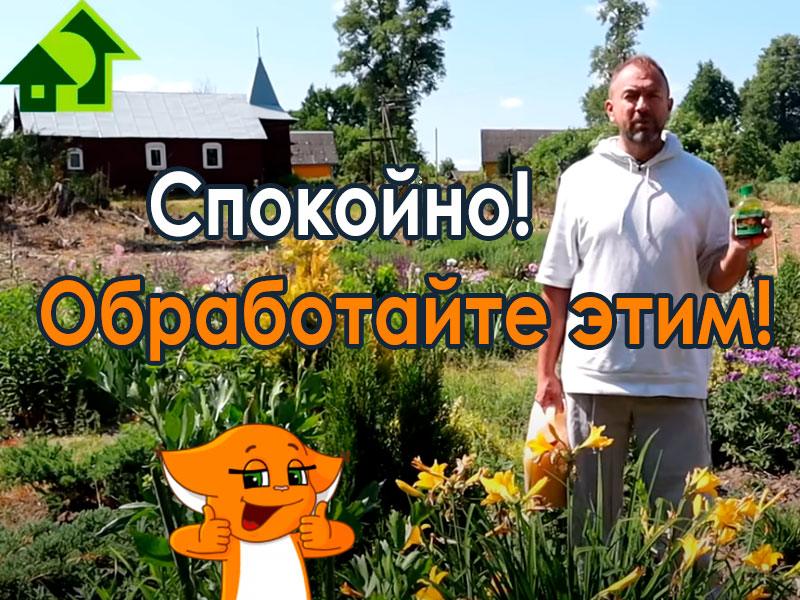 В 2023 году у нас засуха, ночи холодные, днем то жарко. то холодно, то ветер. Жара или холод, засуха или заливает, всегда надо помнить, что мучнистая роса, паутинный клещ, серая гниль и многие другие болезни тут как тут. Мучнистая роса пришла в этом году очень рано! Чтобы не потерять урожай, обязательно сделайте такую обработку и спите, как говорится, спокойно. Как увеличить урожай спокойно?