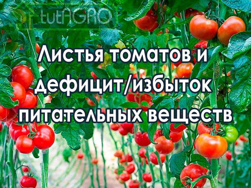 Как распознать, чего не хватает вашим томатам? - AGROzen