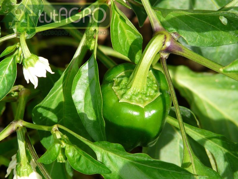 Кормите перец правильно! - AGROzen