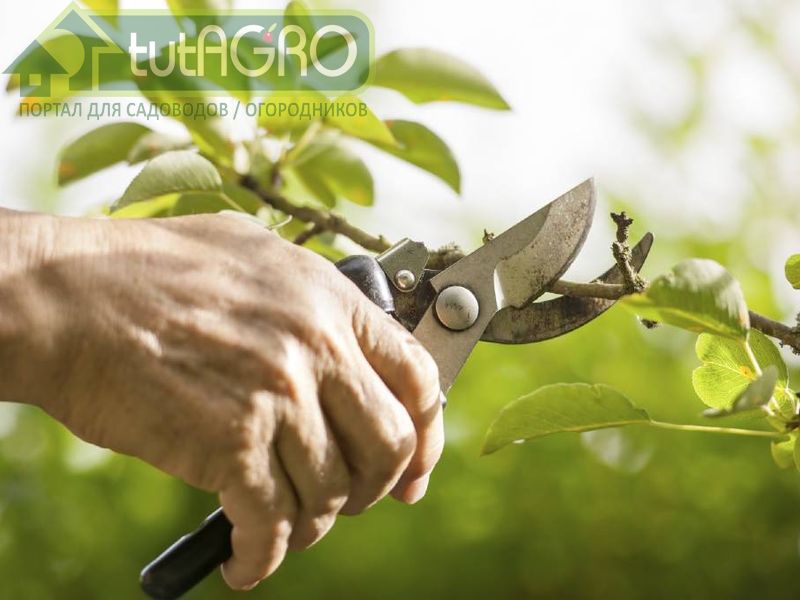 Самое время убирать конкурентов - AGROzen