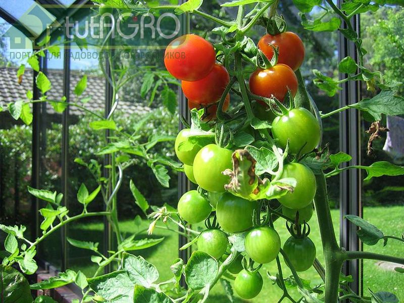 Сладкая парочка - AGROzen