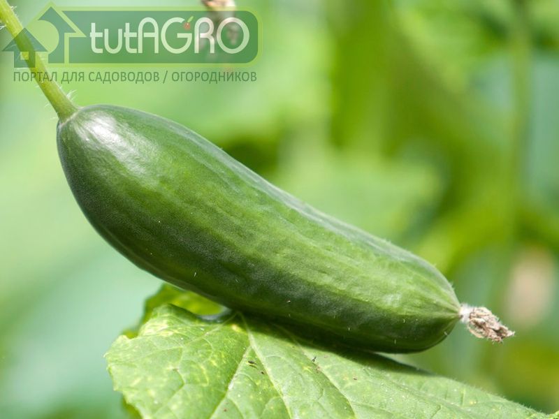 От чего зависит «вкусность» плодов? От чего зависит «вкусность» плодов? - AGROzen