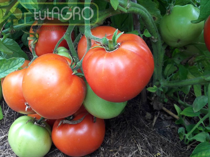 Не перекармливайте томаты золой! Не перекармливайте томаты золой! - AGROzen