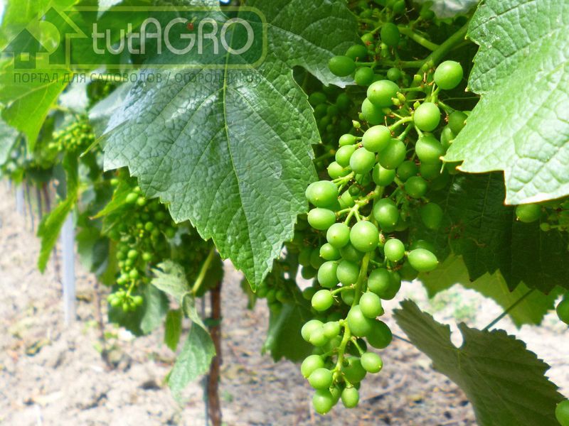 Наилучший эффект дает чередование различных защитных средств - AGROzen