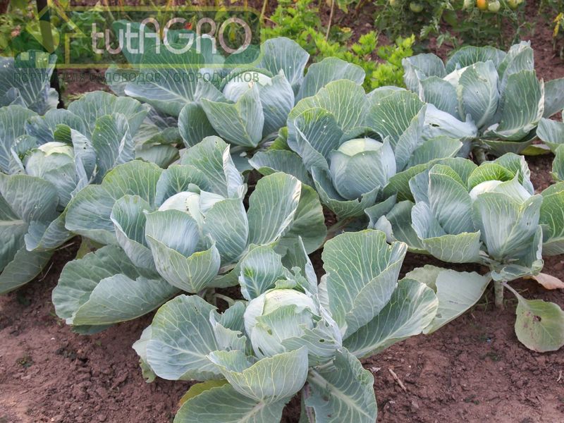 Зубная паста для чистых… кочанов - AGROzen