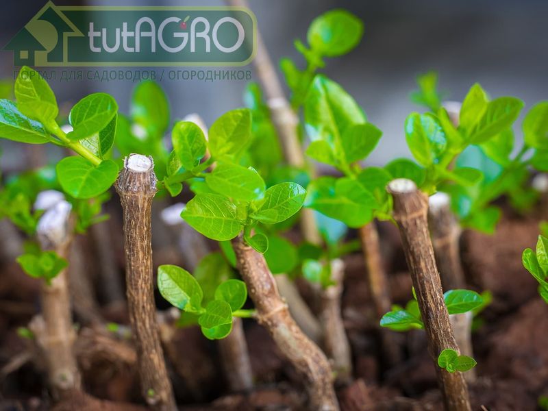 С кустика по веточке - AGROzen