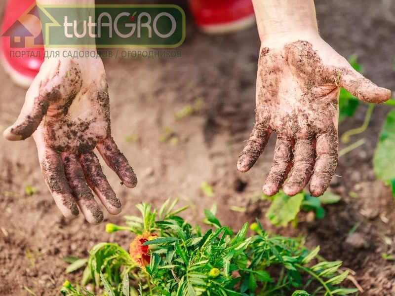 Что нужно знать о коже рук - AGROzen