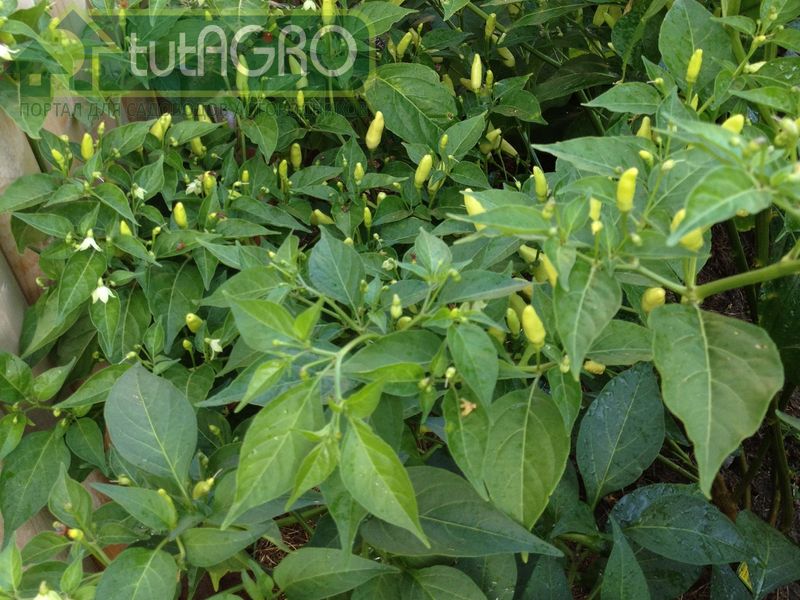 Иван Русских подскажет, что делать с перцем, если…. - AGROzen