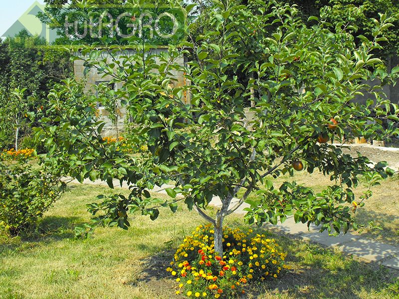 Летний сад - AGROzen