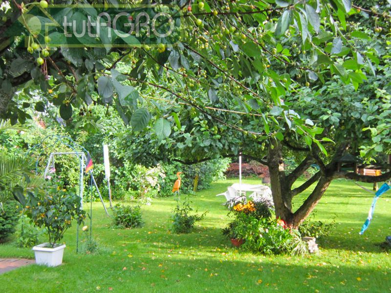 Лучше поливать реже и обильнее, чем чаще и понемногу - AGROzen