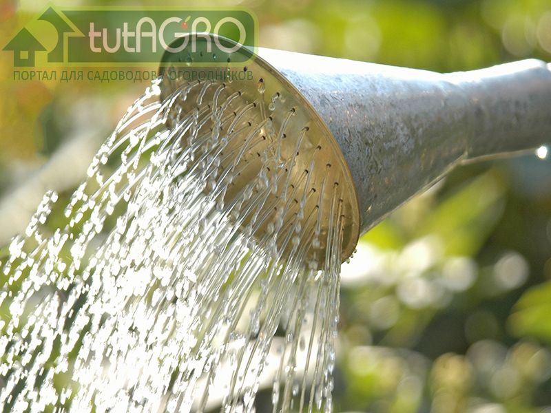 Перед подкормкой деревья надо хорошо полить (20-30 л на одно дерево) - AGROzen