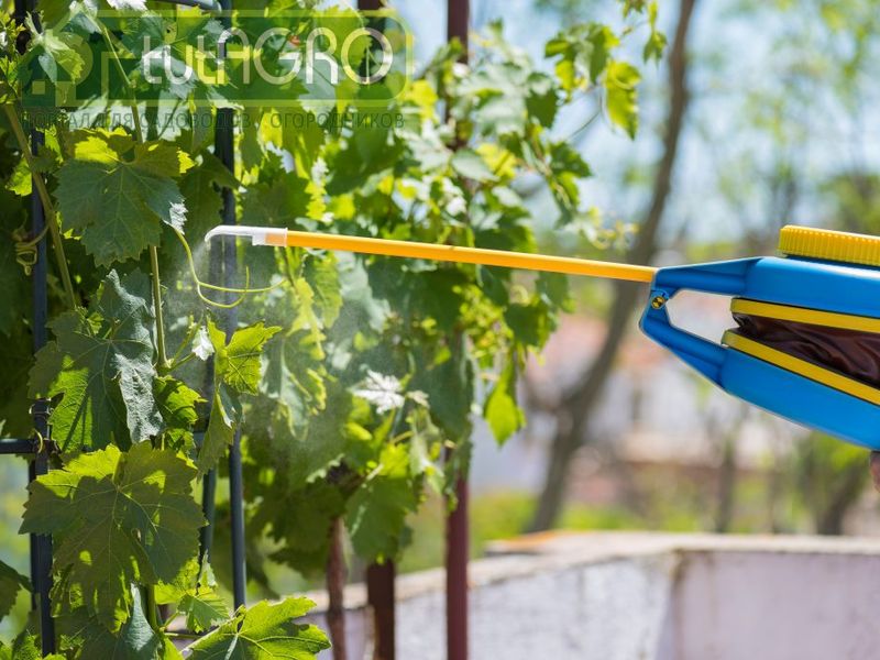 Сера для винограда. Как бороться с заболеваниями винограда - AGROzen