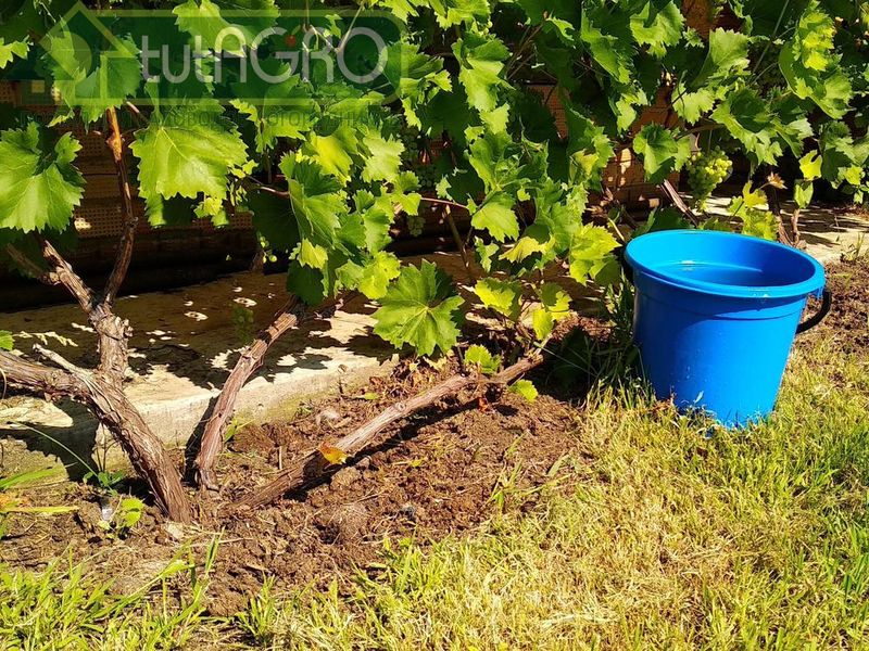 Препарат на основе серы представляет собой порошок, который необходимо растворять в воде и распылять на растения - AGROzen