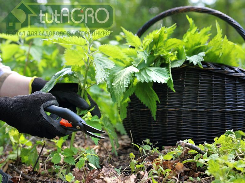 Замучила крапивища? - AGROzen