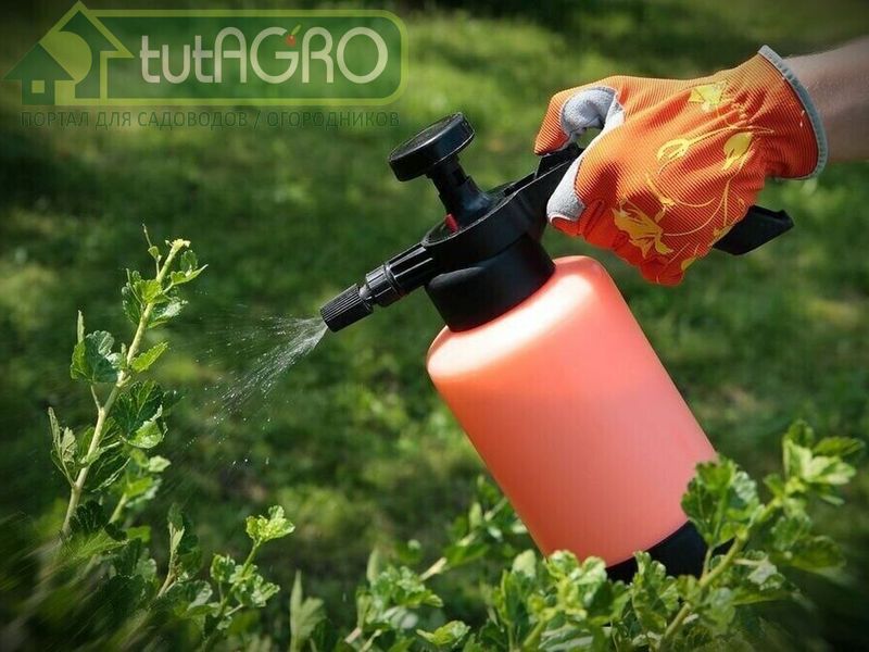 Народные средства для борьбы с вредителями сада - AGROzen